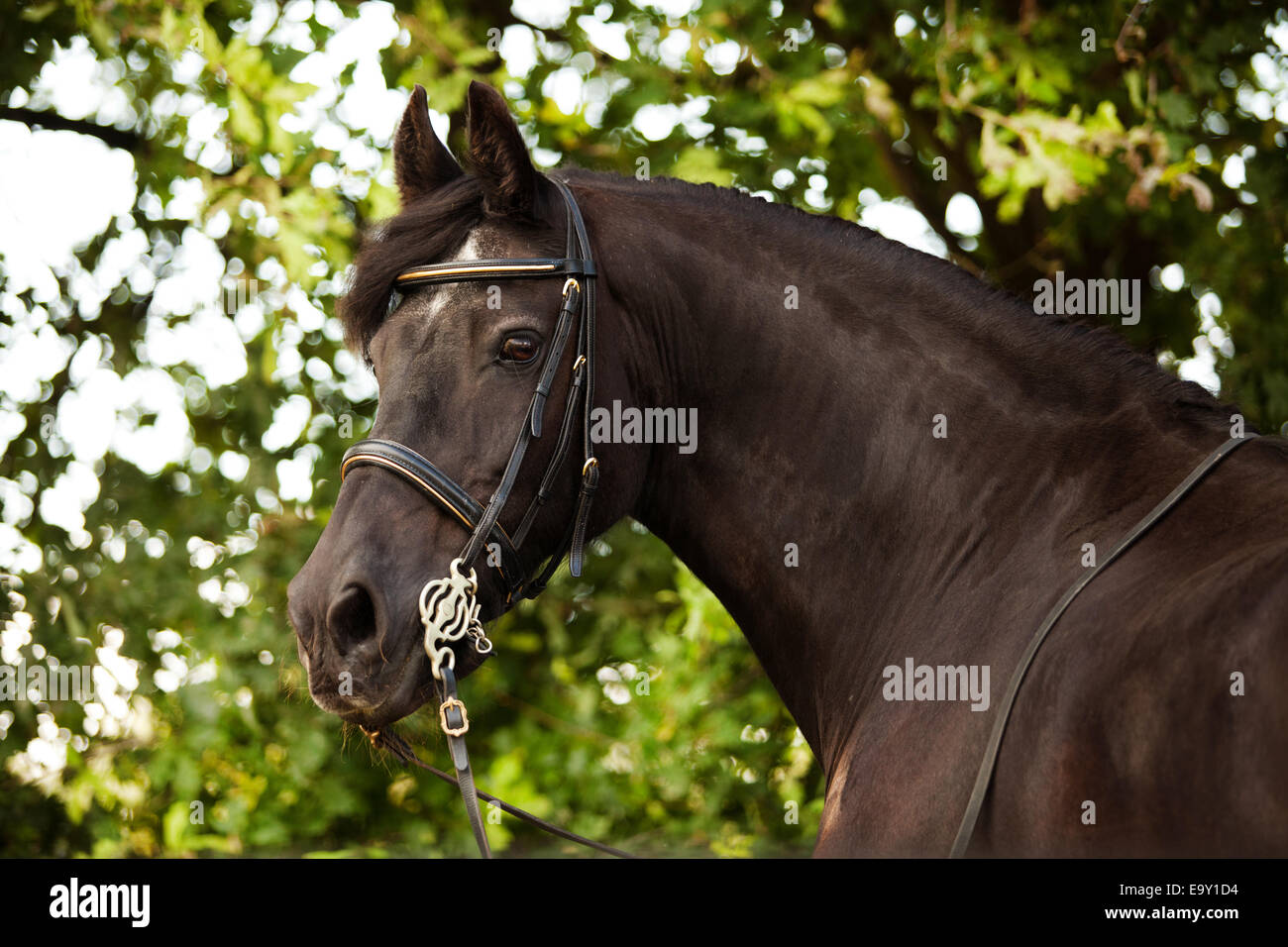 Cheval frison hongre, mature, avec une patte et un faisceau de baroque Banque D'Images