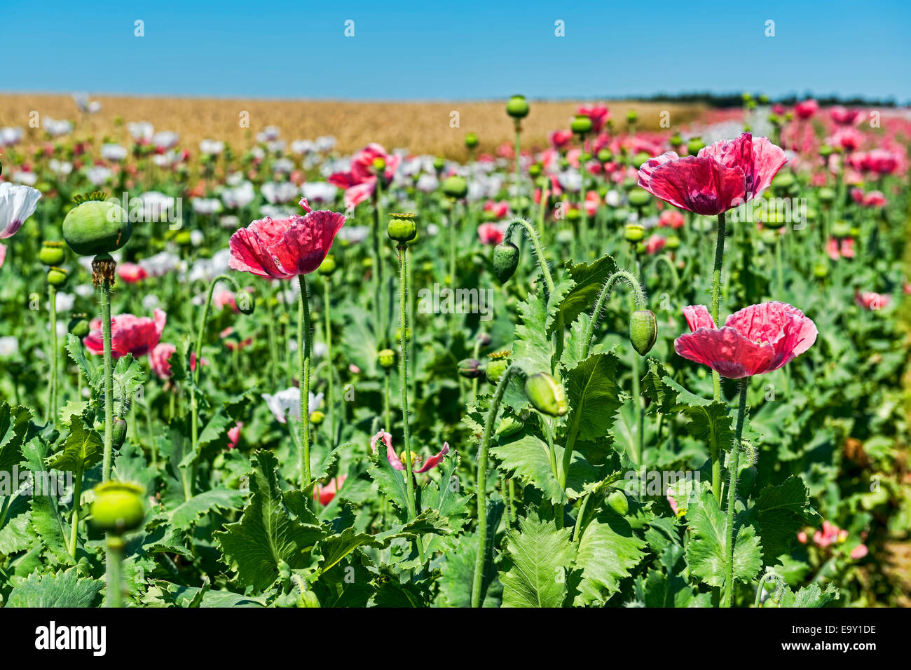 Fleurs et boutons de fleurs, le pavot à opium (Papaver somniferum) Banque D'Images