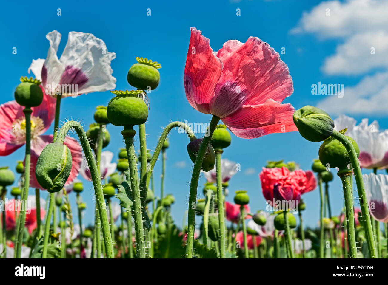 Fleurs et boutons de fleurs, le pavot à opium (Papaver somniferum) Banque D'Images