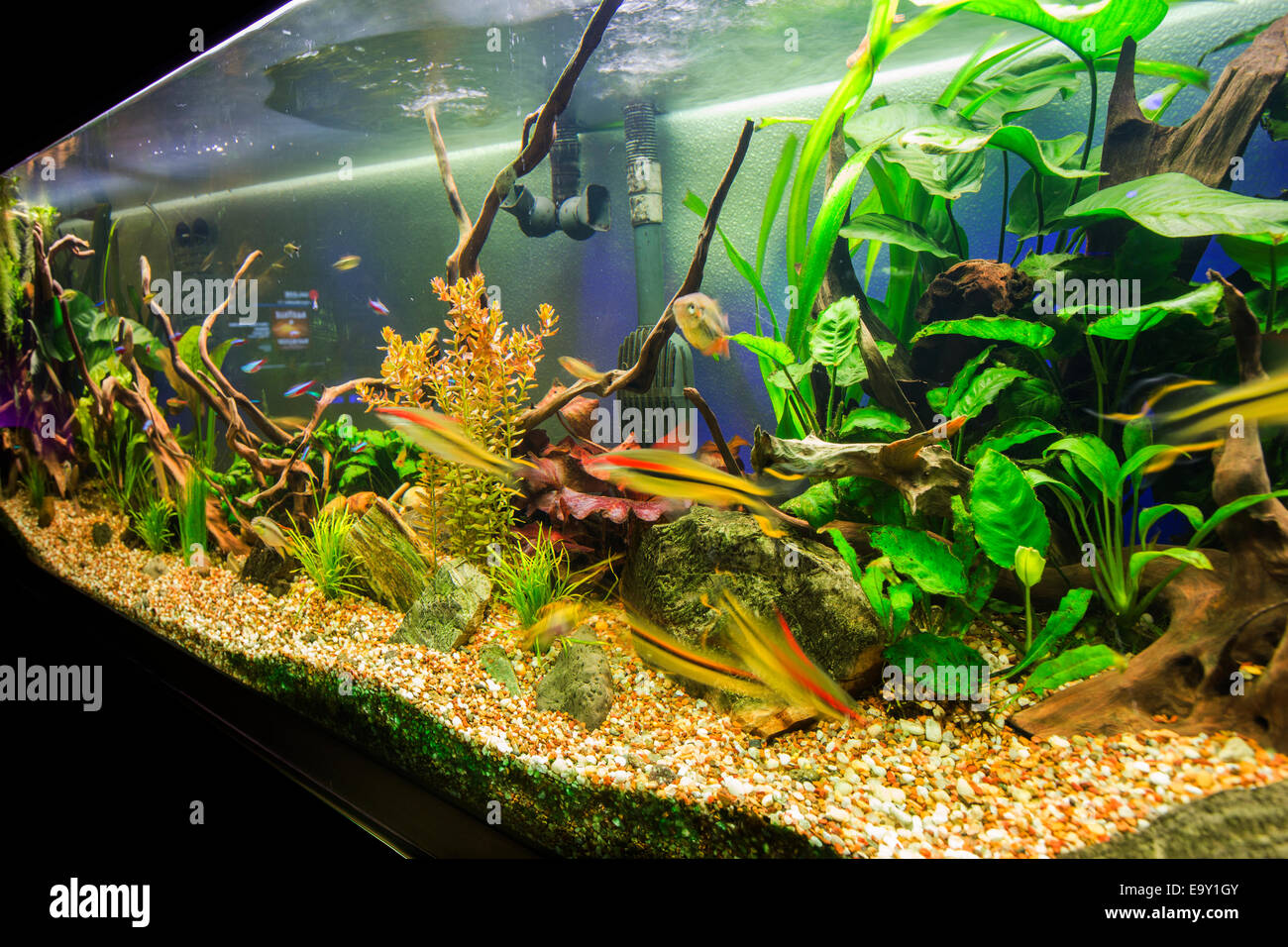 Aquarium Paysagé Avec Plantes Vivantes Photo stock - Image du trident,  école: 258059062