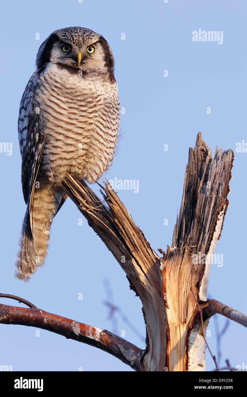 Northern Hawk-Owl (Surnia ulula), perché, dans la lumière du matin, Saxe-Anhalt, Allemagne Banque D'Images