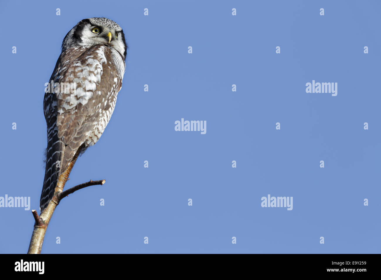 Northern Hawk-Owl (Surnia ulula), perché, Saxe-Anhalt, Allemagne Banque D'Images