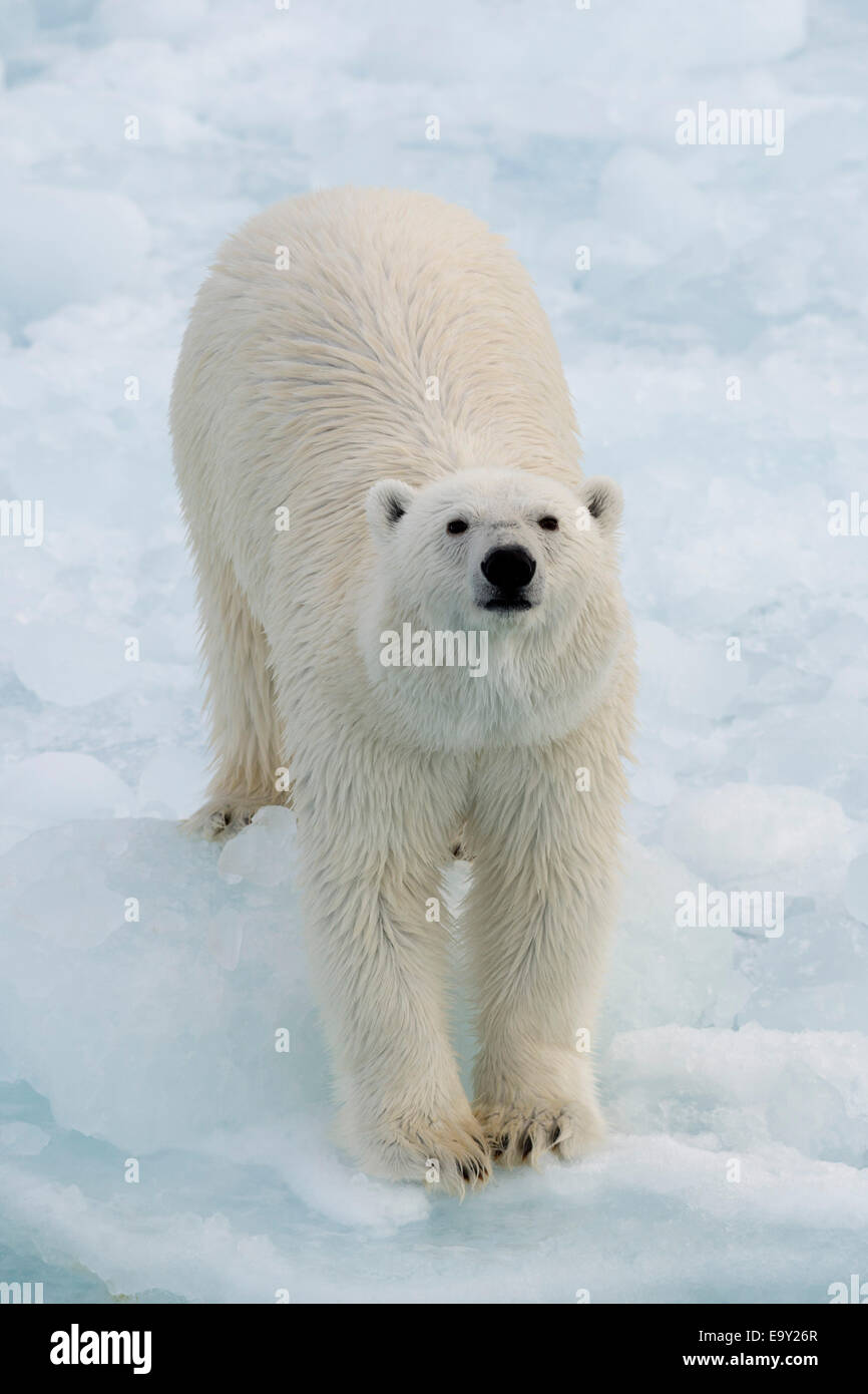 L'ours polaire (Ursus maritimus) debout sur la banquise, l'île de Spitsbergen, Svalbard, archipel de Svalbard et Jan Mayen (Norvège) Banque D'Images