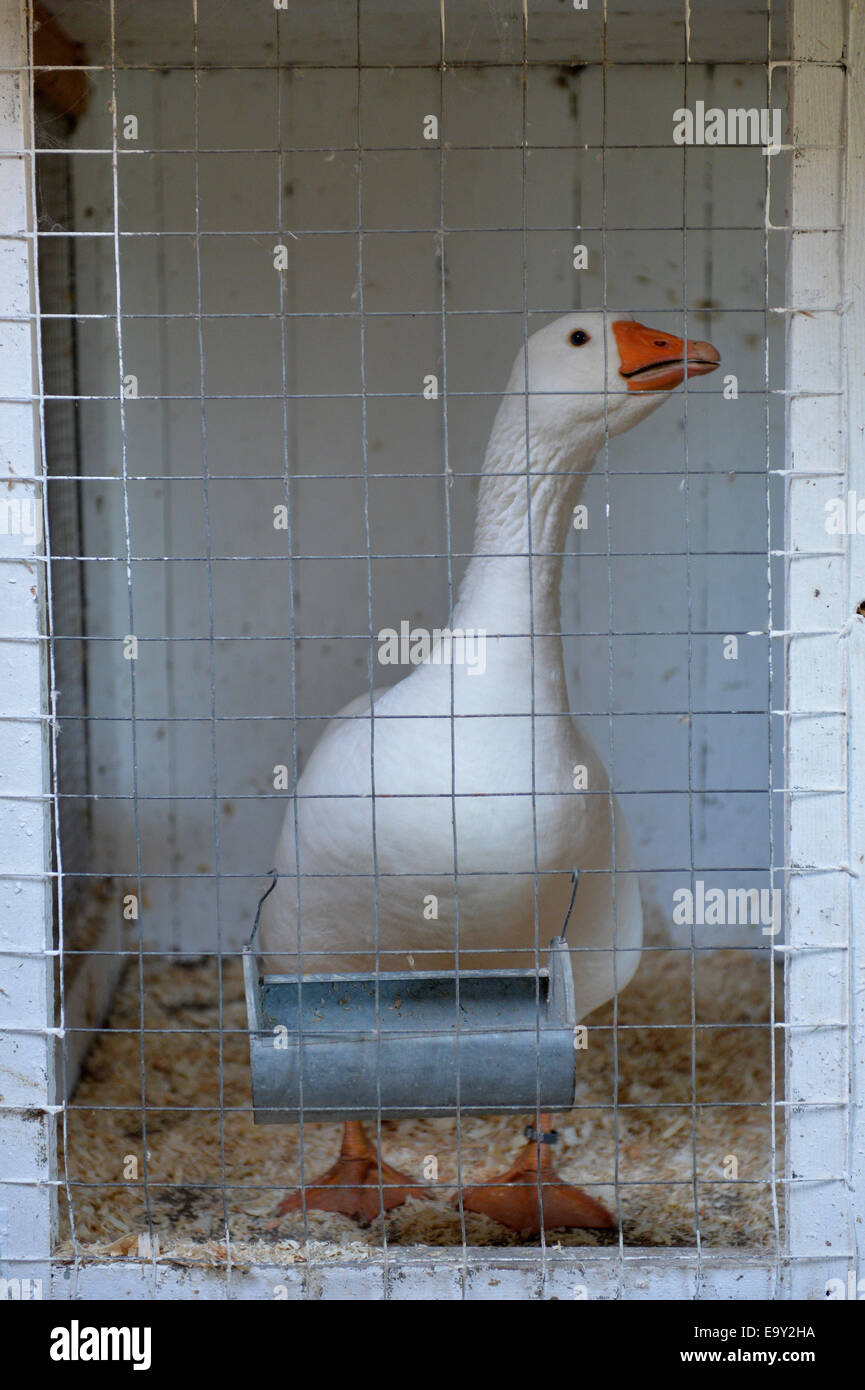 Diepholz, Allemagne. 28 Oct, 2014. Les oies se trouve dans un Diepholz cage  tis sur la ferme d'élevage de volaille en Diepholz, Allemagne, 28 octobre  2014. Photo : Carmen Jaspersen/dpa/Alamy Live News