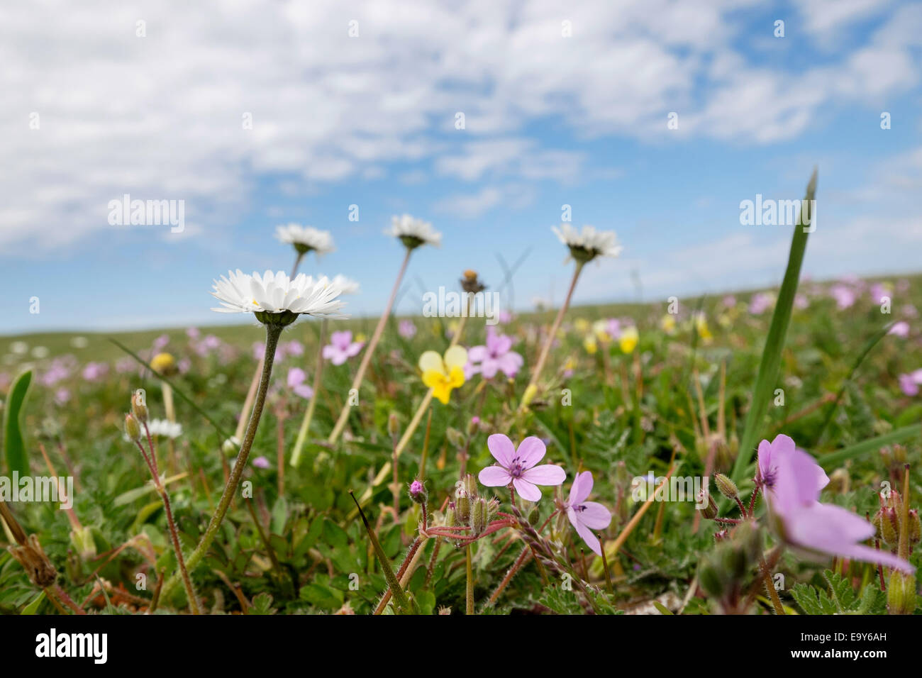 Low angle view de fleurs sauvages poussant dans les prairies "machair" en été à Balranald Réserve Naturelle RSPB, North Uist, îles Hébrides, Ecosse, Royaume-Uni Banque D'Images