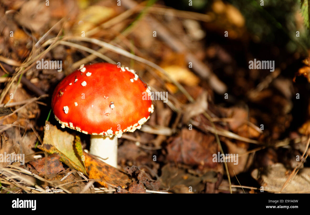 Un symbole de chance dans les sous-bois d'automne, Yorkshire, Angleterre Banque D'Images