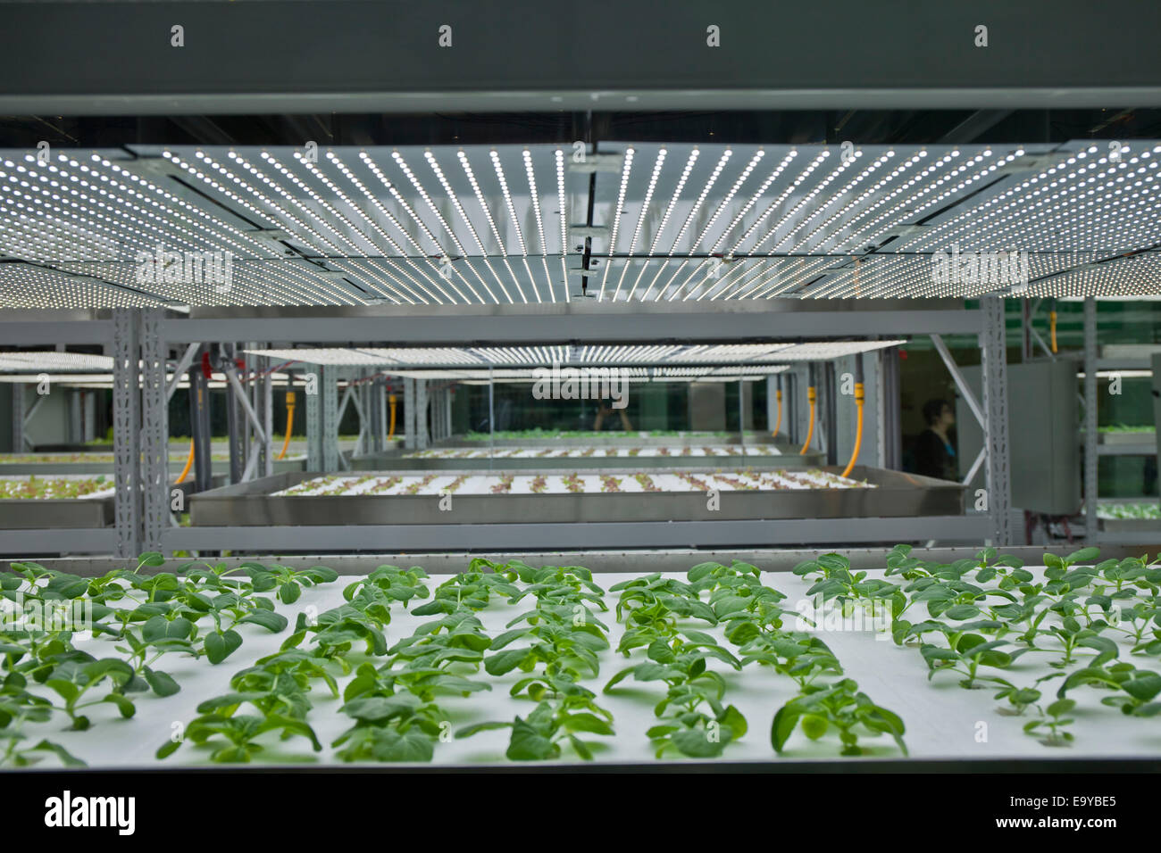 Beijing Fair Park dans les aliments verts plantés Banque D'Images