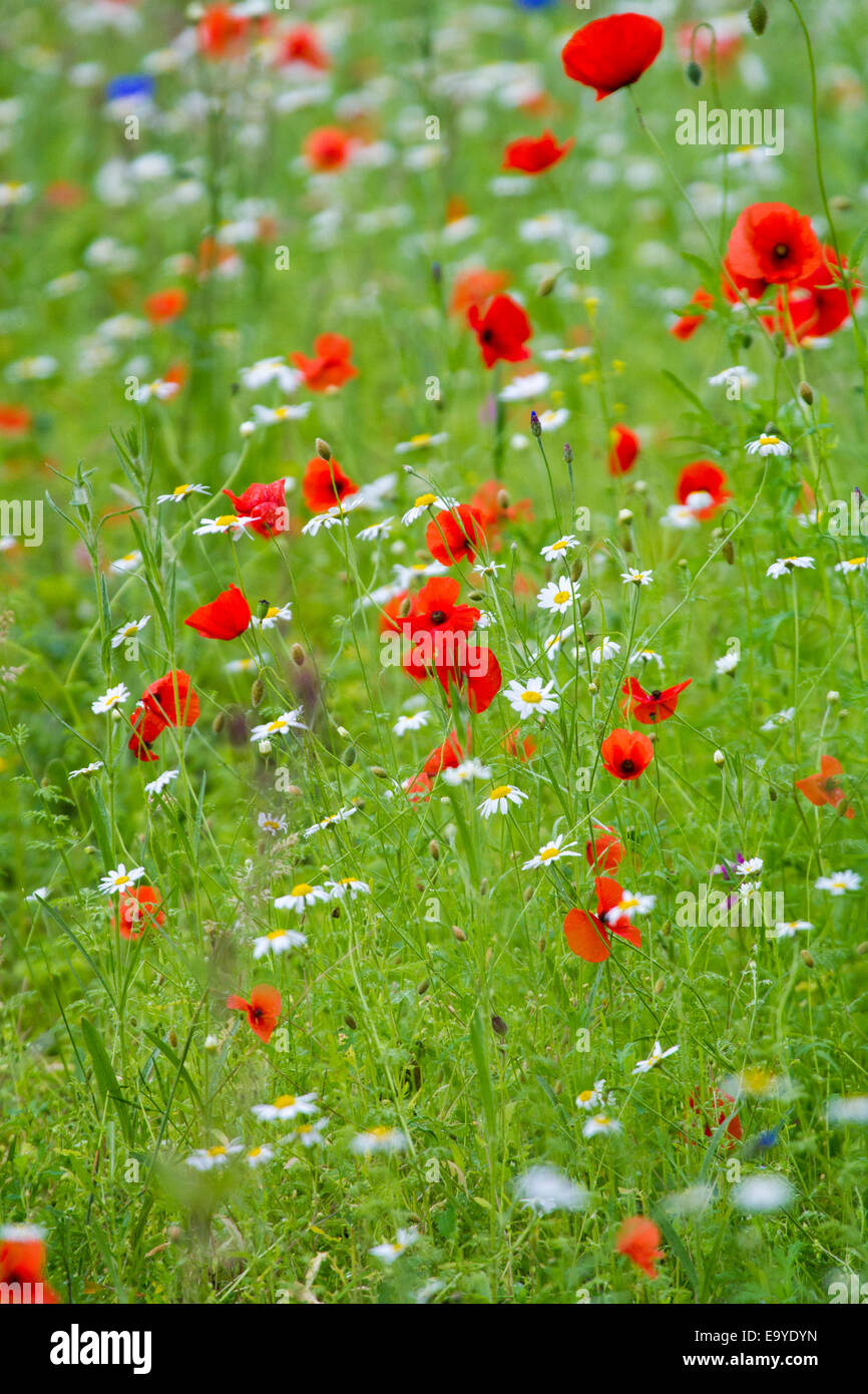 Pré de fleurs sauvages de l'UK avec oxeye daisy et de pavot Banque D'Images