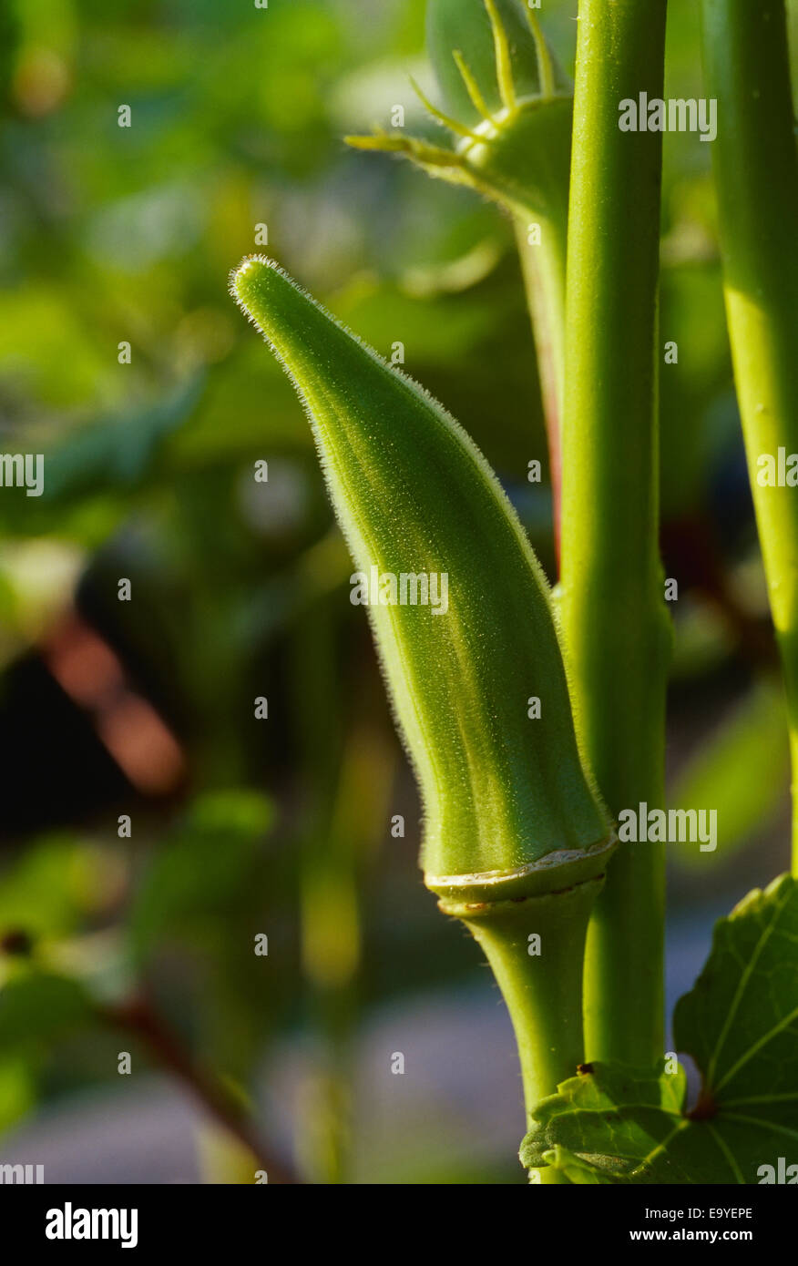 Agriculture - Okra pod sur la plante / New York, USA. Banque D'Images