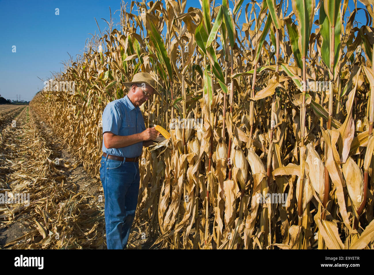 Un agriculteur/producteur vérifie la qualité de l'épi de maïs-grain à maturité dans un champ partiellement récoltés / Southeast Missouri, USA. Banque D'Images