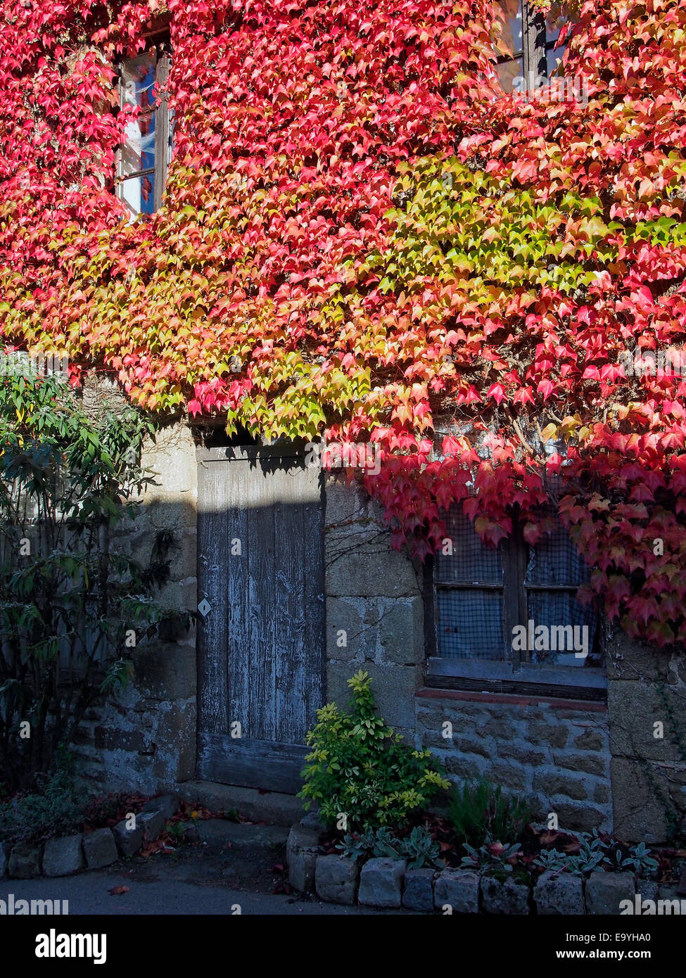 Couleurs d'automne de vigne vierge sur un mur en cottage Saint-Céneri-le-Gérei, un village dans les Alpes Mancelles, Normandie. Banque D'Images