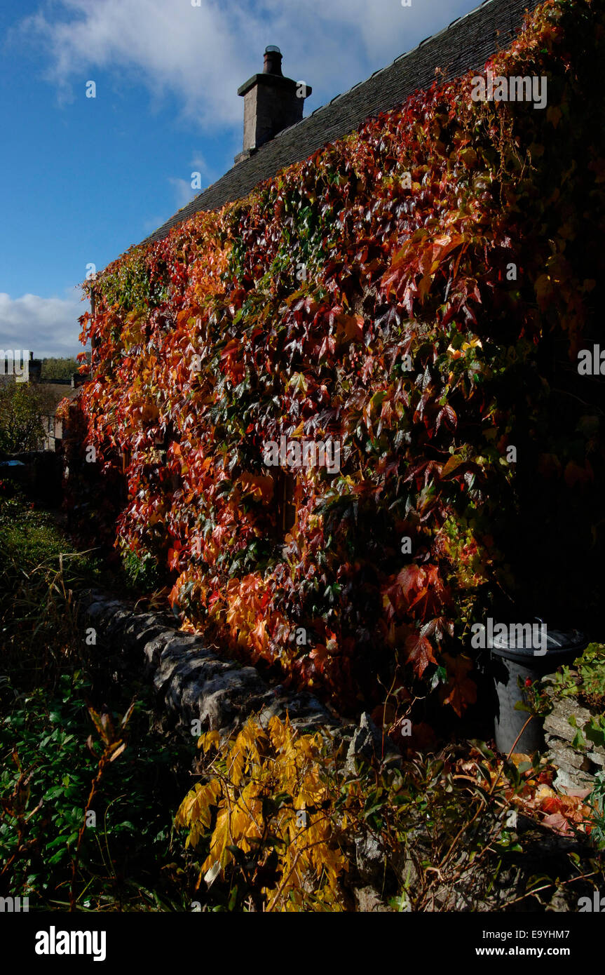 Une vigne-plant cultivé et fixé sur les murs d'une maison en pierre. Banque D'Images