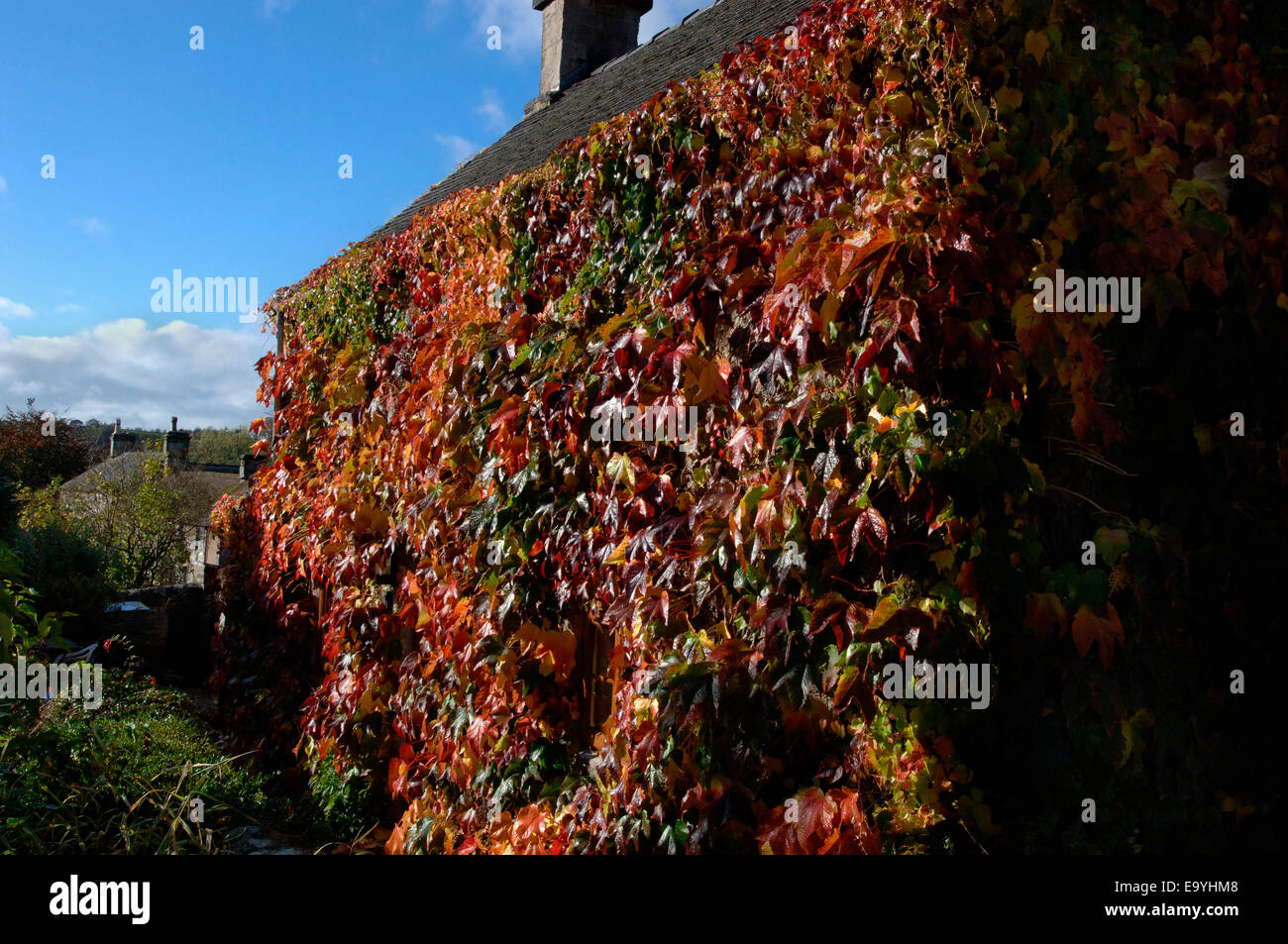 Une vigne-plant cultivé et fixé sur les murs d'une maison en pierre. Banque D'Images