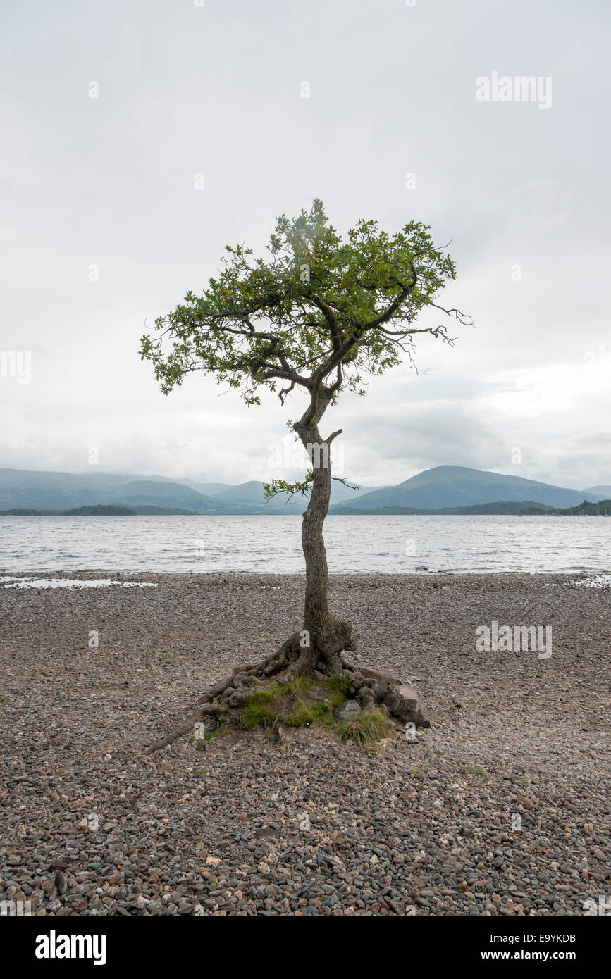 Un arbre isolé un chêne poussant dans les rochers sur les rives du Loch Lomond Ecosse UK survivre sur le bord de son environnement Banque D'Images