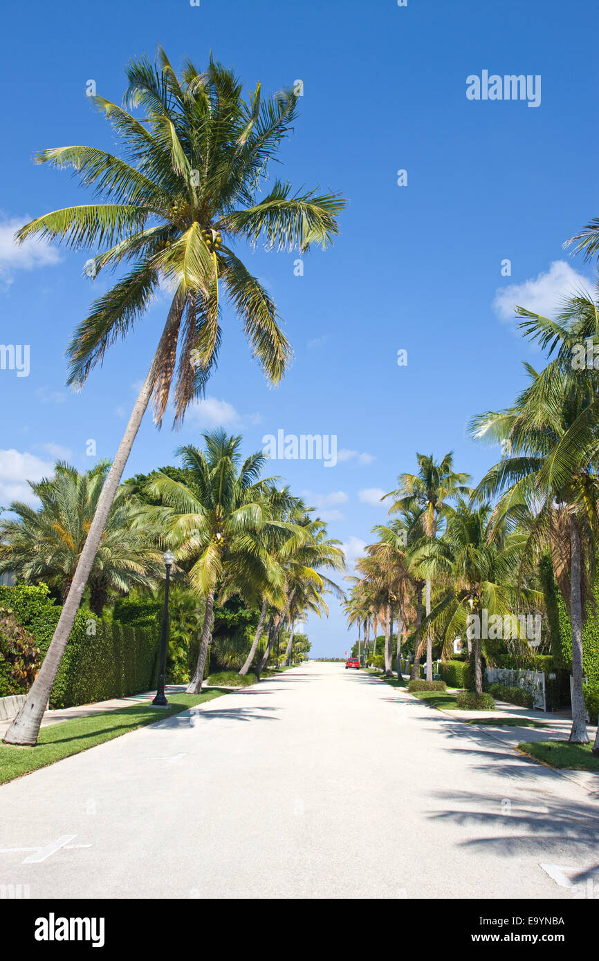 Rue bordée de palmiers PALM BEACH FLORIDE USA Banque D'Images