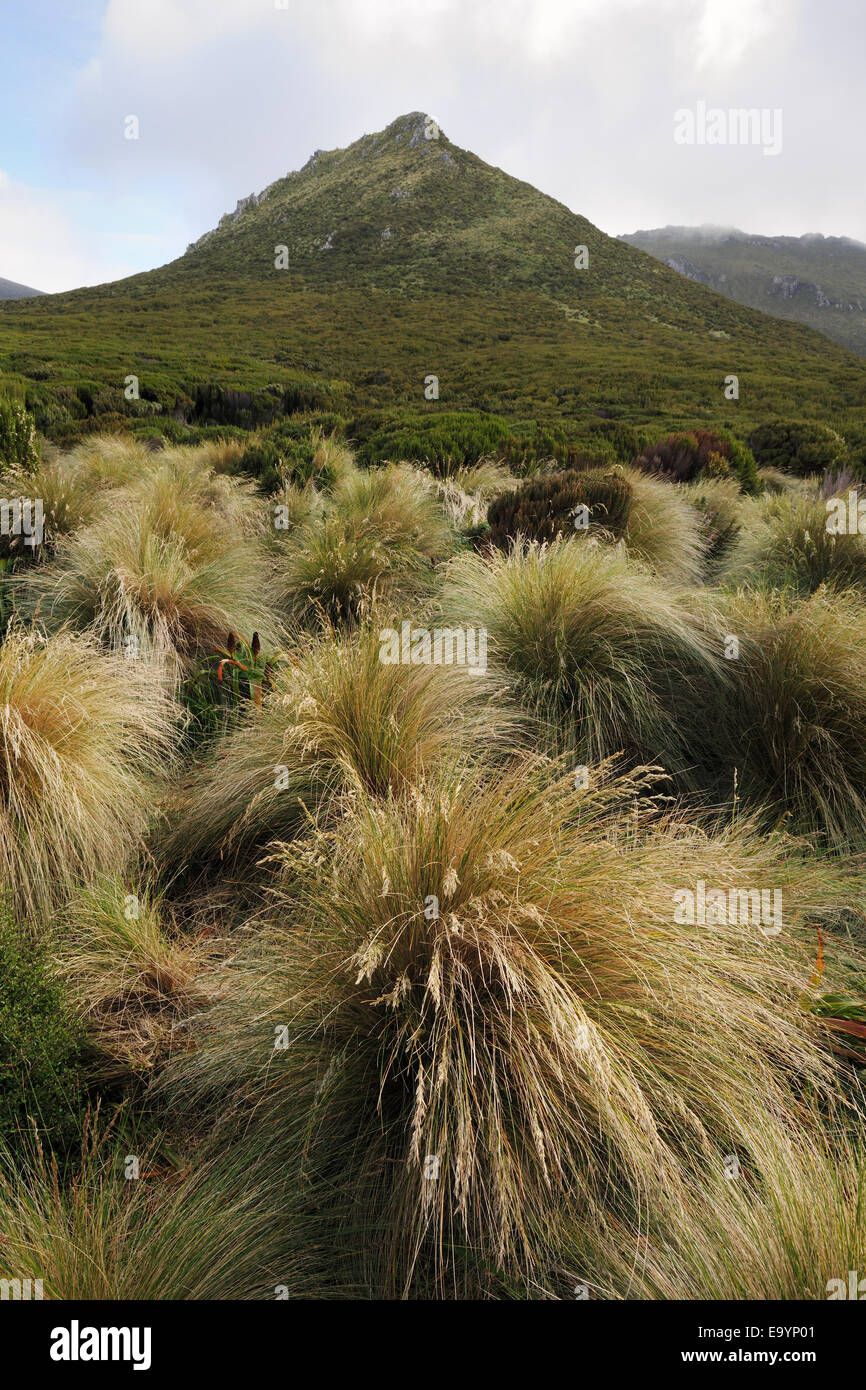 Paysage avec vue sur les herbes Tussock (Chionochloa rubra), l'île Campbell sub-antarctiques, en Nouvelle-Zélande. Banque D'Images