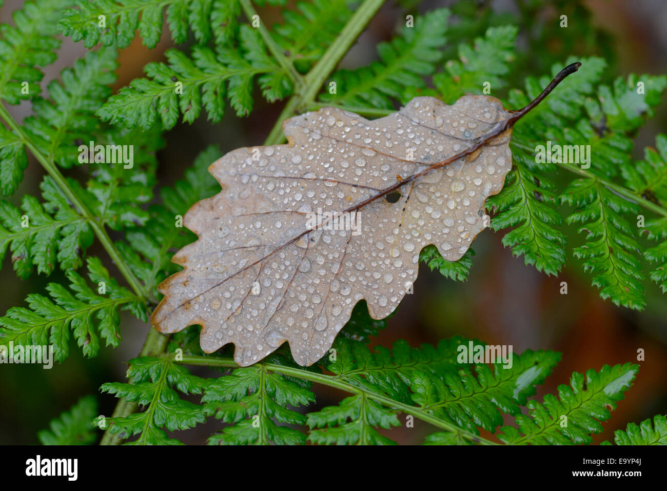 Feuille de chêne sessile (Quercus petraea) avec la pluie. Le nord du Pays de Galles. Banque D'Images