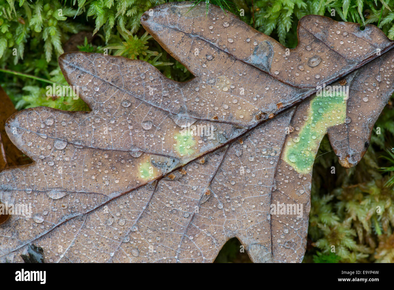 Feuille de chêne sessile (Quercus petraea) avec la pluie. Le nord du Pays de Galles. Banque D'Images
