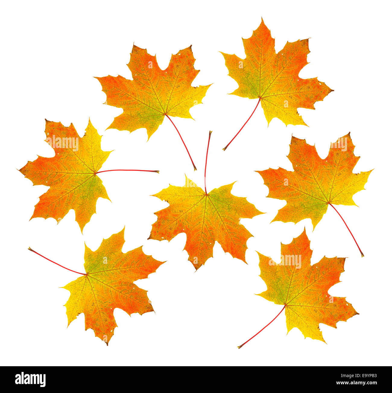 Un groupe d'automne feuilles d'érable aux couleurs sur un fond blanc. Banque D'Images