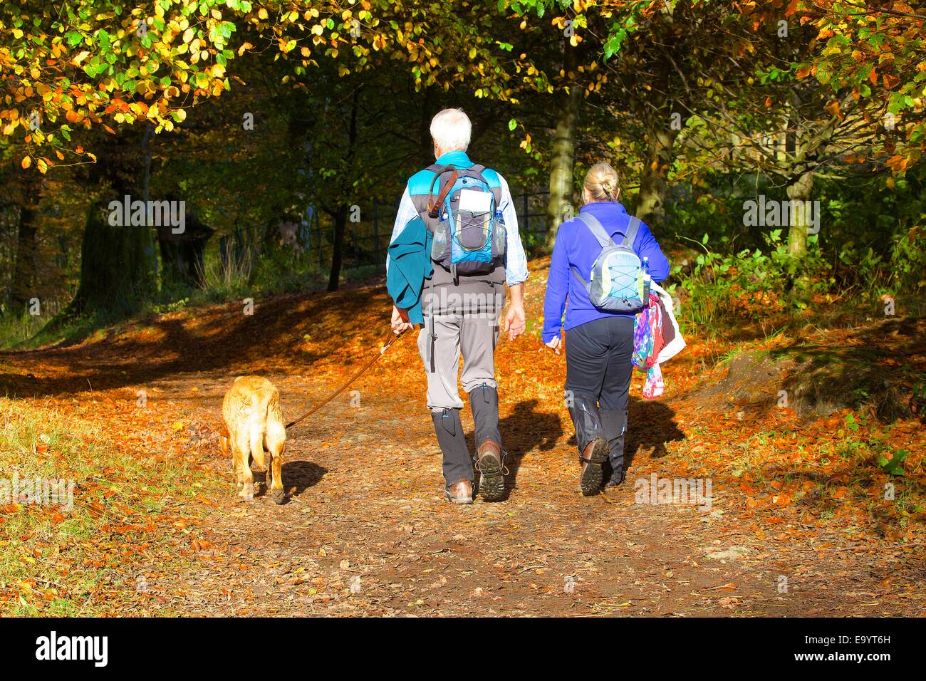Couple walking in Deer Woods vis, Grasmere, Lake District, Cumbria, England, UK. Banque D'Images