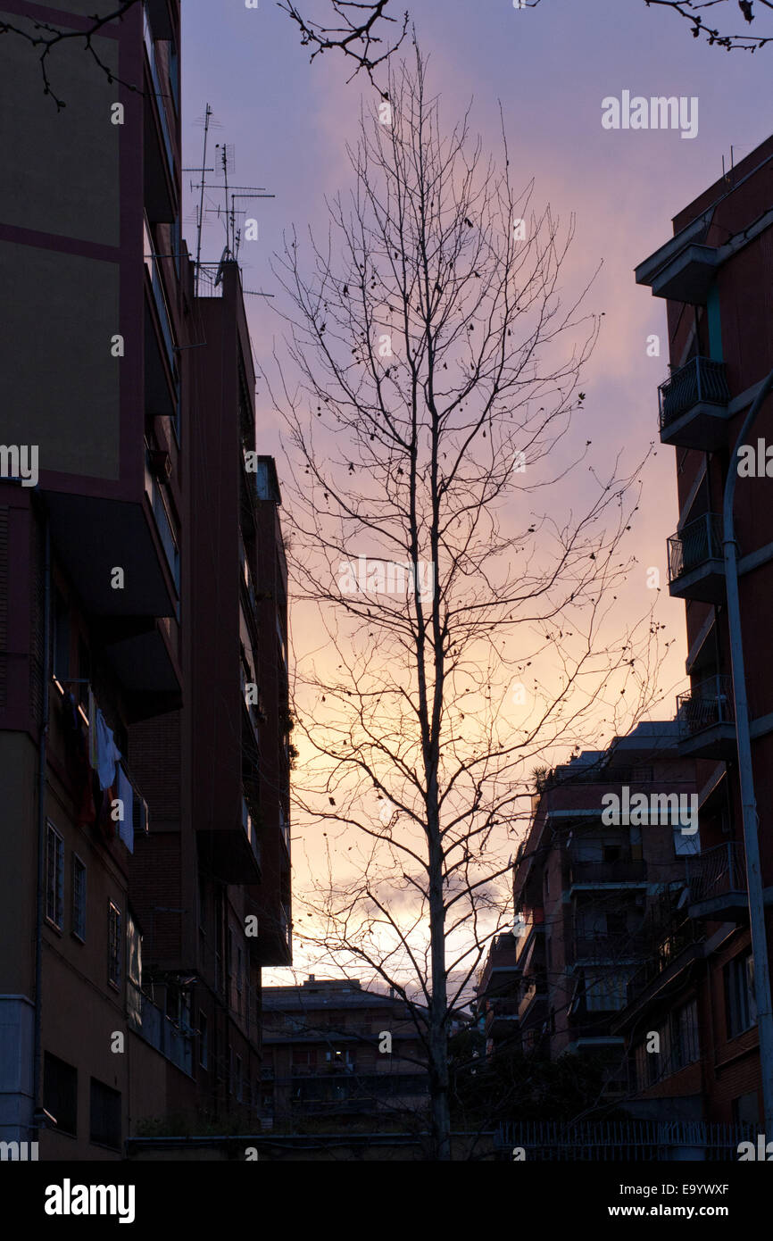 La silhouette d'un arbre entre deux blocs d'appartements à Rome Banlieue au coucher du soleil Banque D'Images