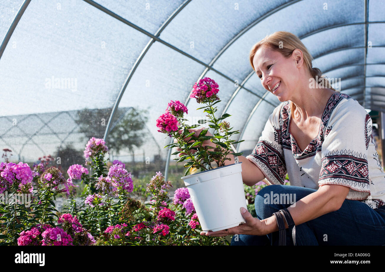 Femelle adulte customer admirant potted plant in plant nursery polytunnel Banque D'Images Femelle adulte customer admirant potted plant in plant nursery polytunnel Banque D'Images