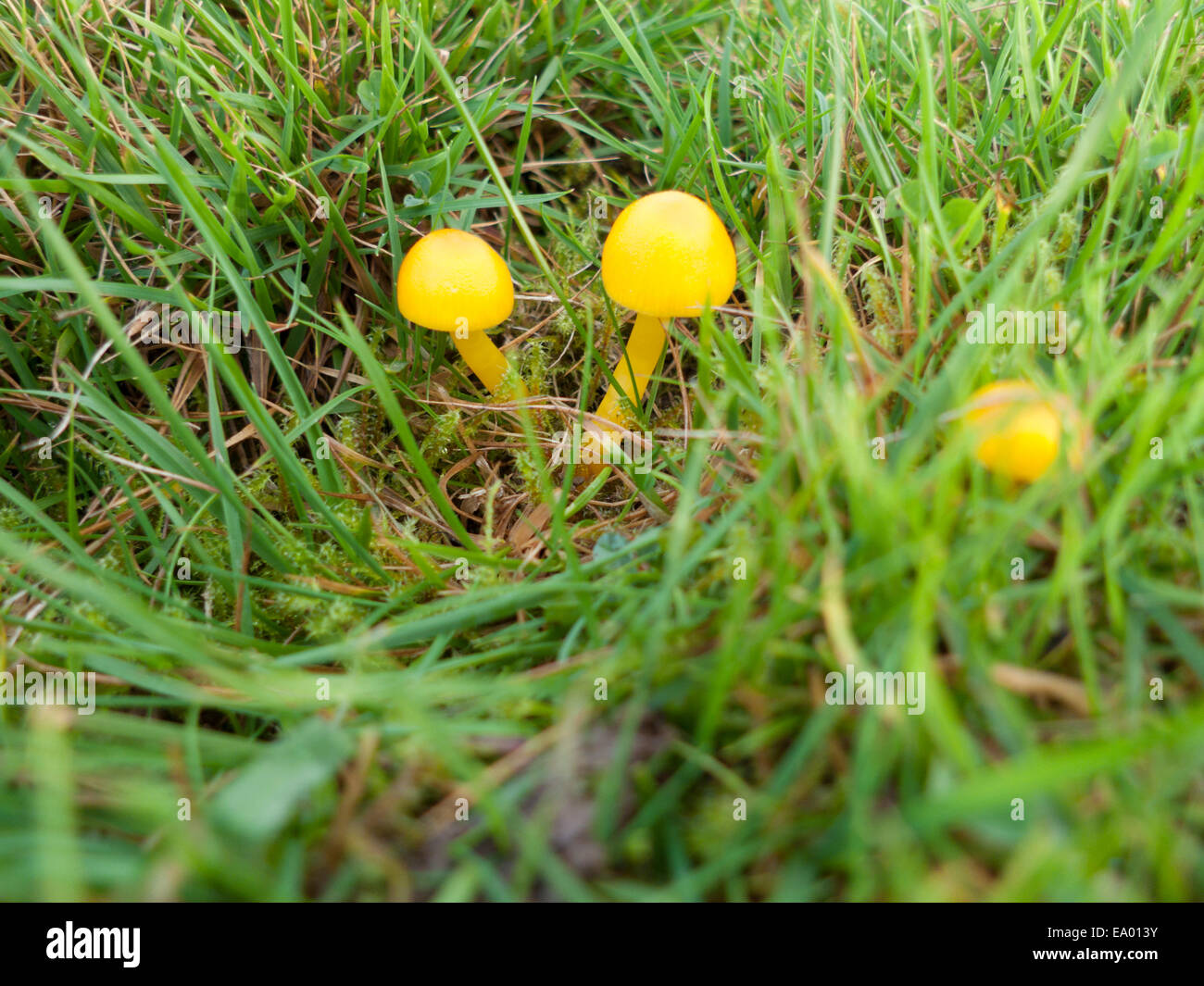 Champignon cireux doré (Hygrocybe chlorophana) avec tige jaune poussant dans un champ herbeux sur une ferme galloise à flanc de colline Carmarthenshire, pays de Galles, Royaume-Uni KATHY DEWITT Banque D'Images