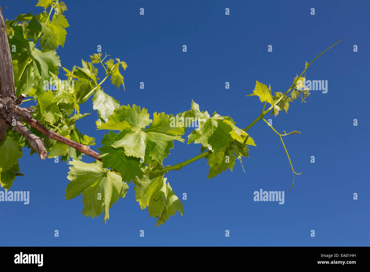 Nouvelle pousse d'une vigne au printemps. Vitis vinifera. Banque D'Images