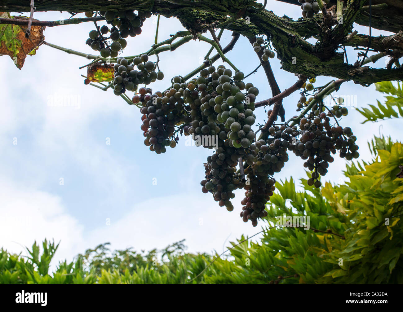 Les raisins bleus avec des feuilles vertes en winery Banque D'Images