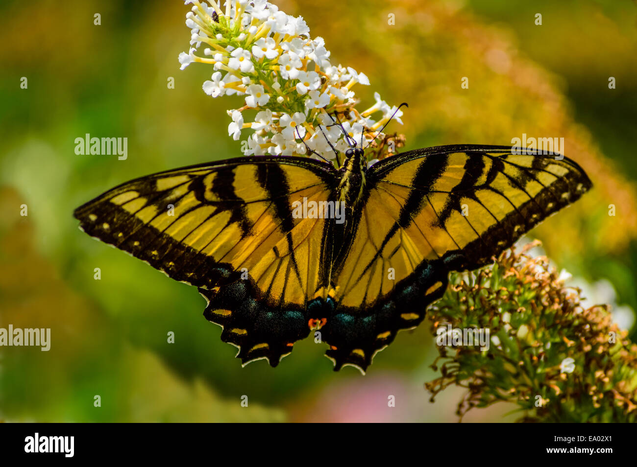Papillon noir et or avec des ailes ouvertes sur une fleur blanche Banque D'Images