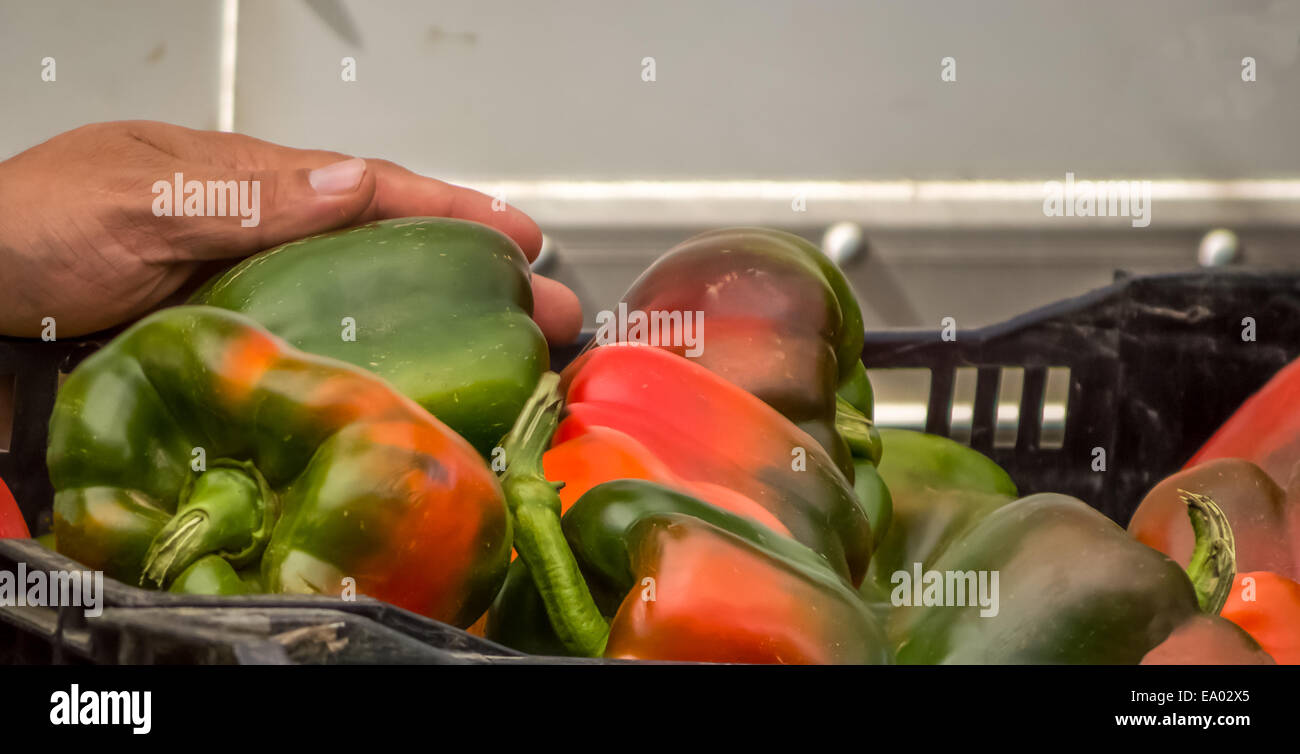 Image couleur de farmer's market (affichage des piments dans les cartons de lait avec une main Banque D'Images Image couleur de farmer's market (affichage des piments dans les cartons de lait avec une main Banque D'Images