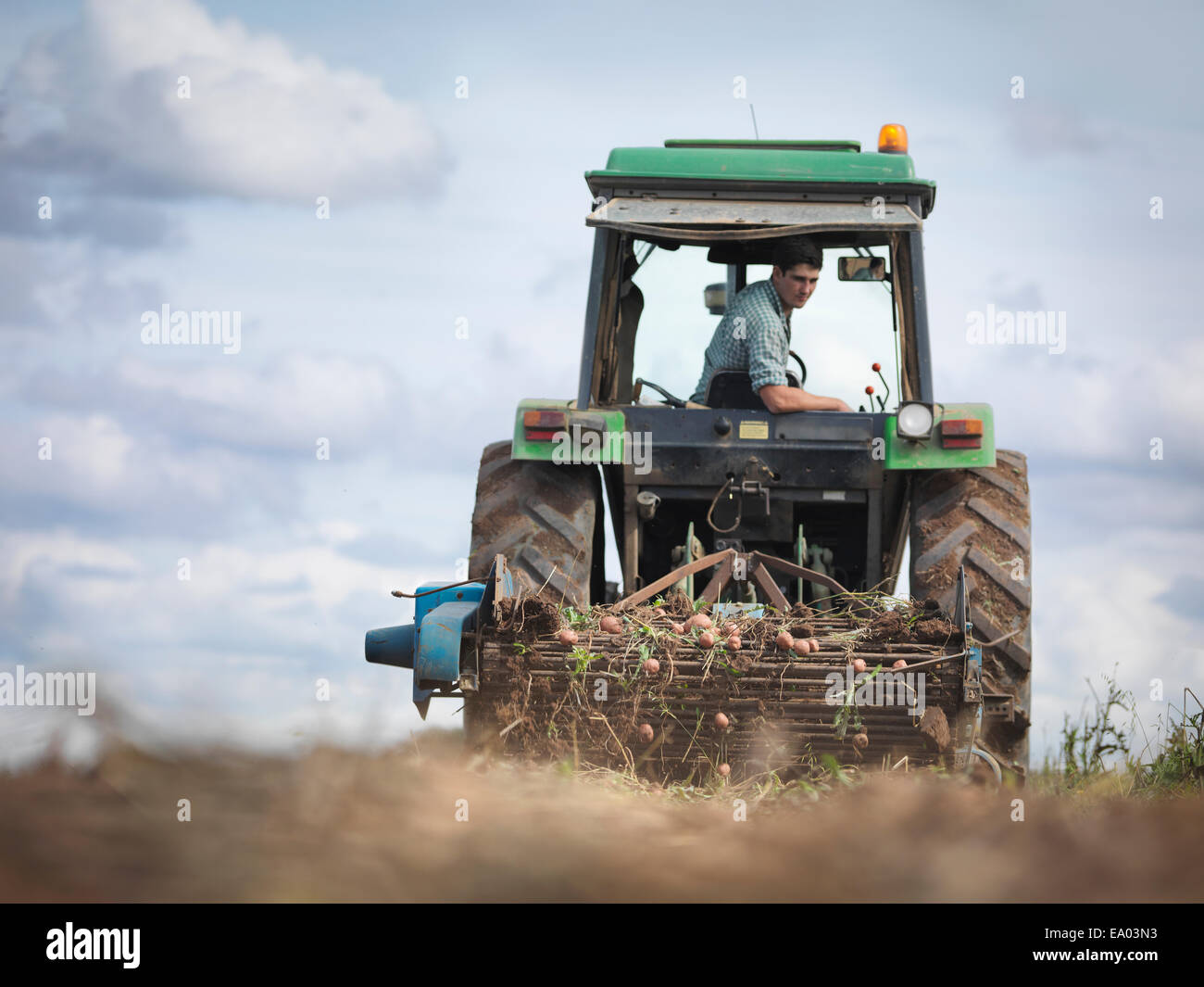 Agriculteur sur le tracteur à la récolte des pommes de terre biologiques Banque D'Images