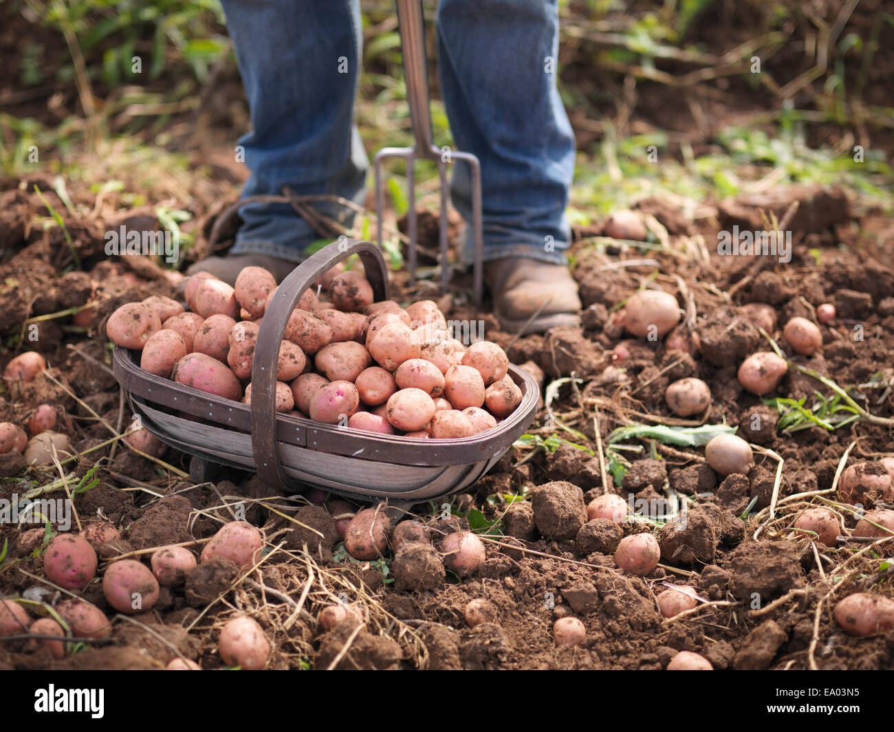 Agriculteur avec panier de pommes de terre biologiques Banque D'Images