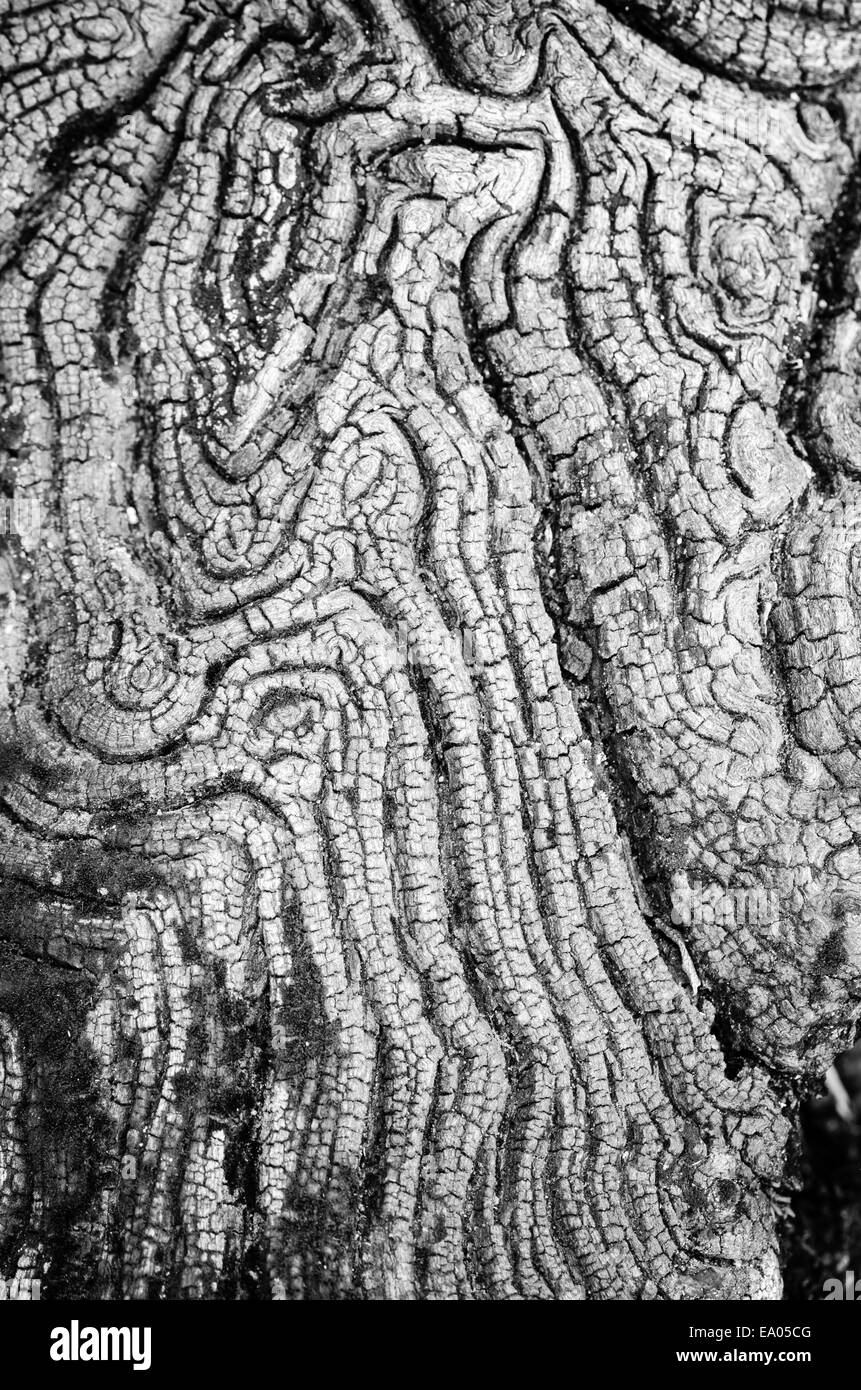 La texture de vieux bois noir et blanc dans la nature qui est l'eau de l'érosion. Banque D'Images
