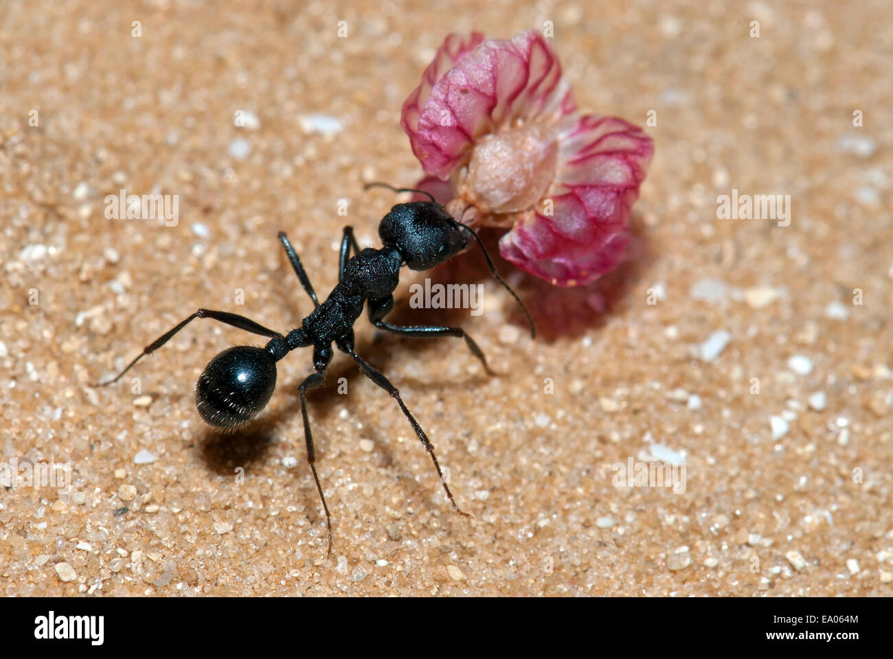 Reporter la semence à nid de fourmis Banque D'Images