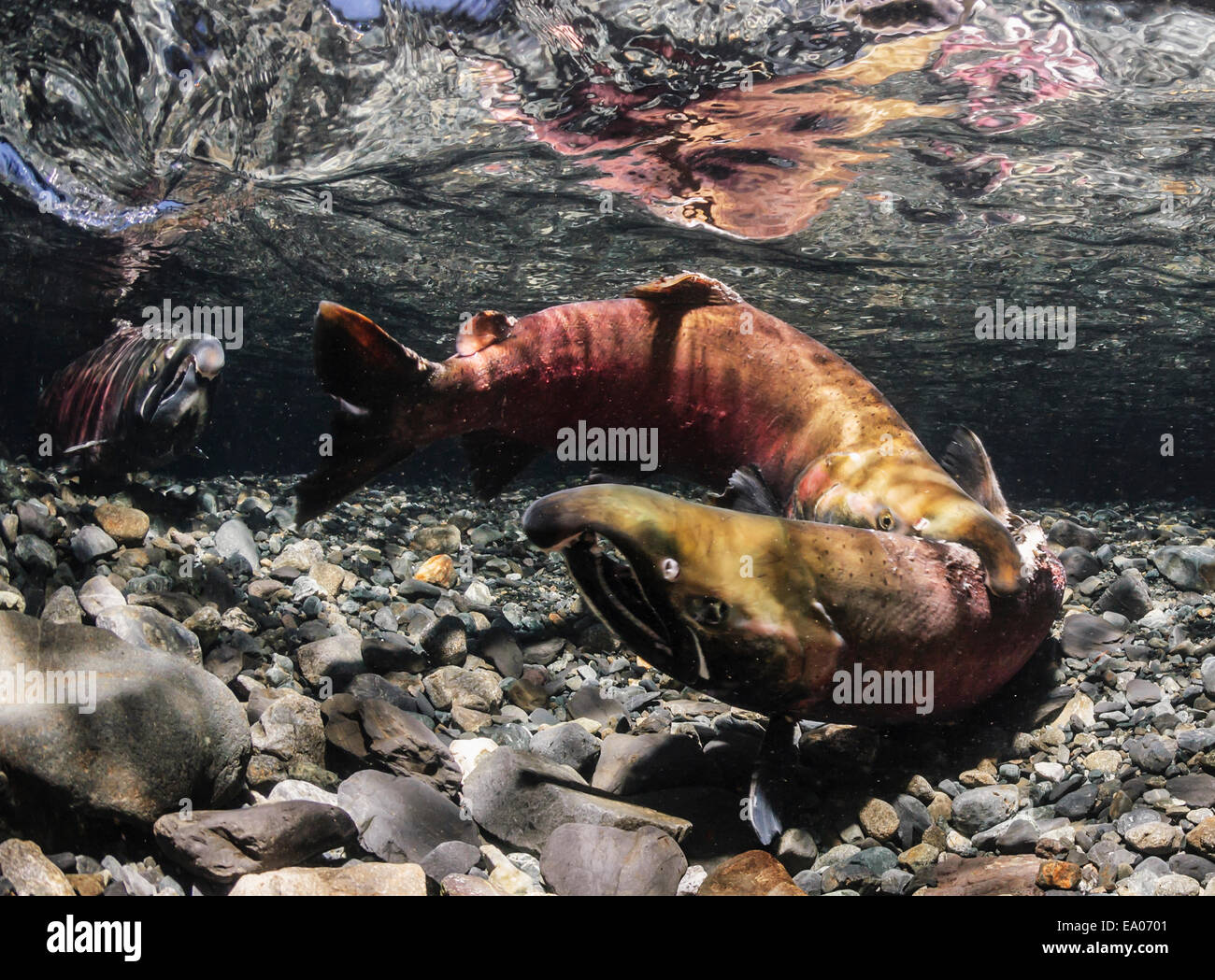 La lutte contre le saumon d'eau douce,,,Lac,Alaska Banque D'Images