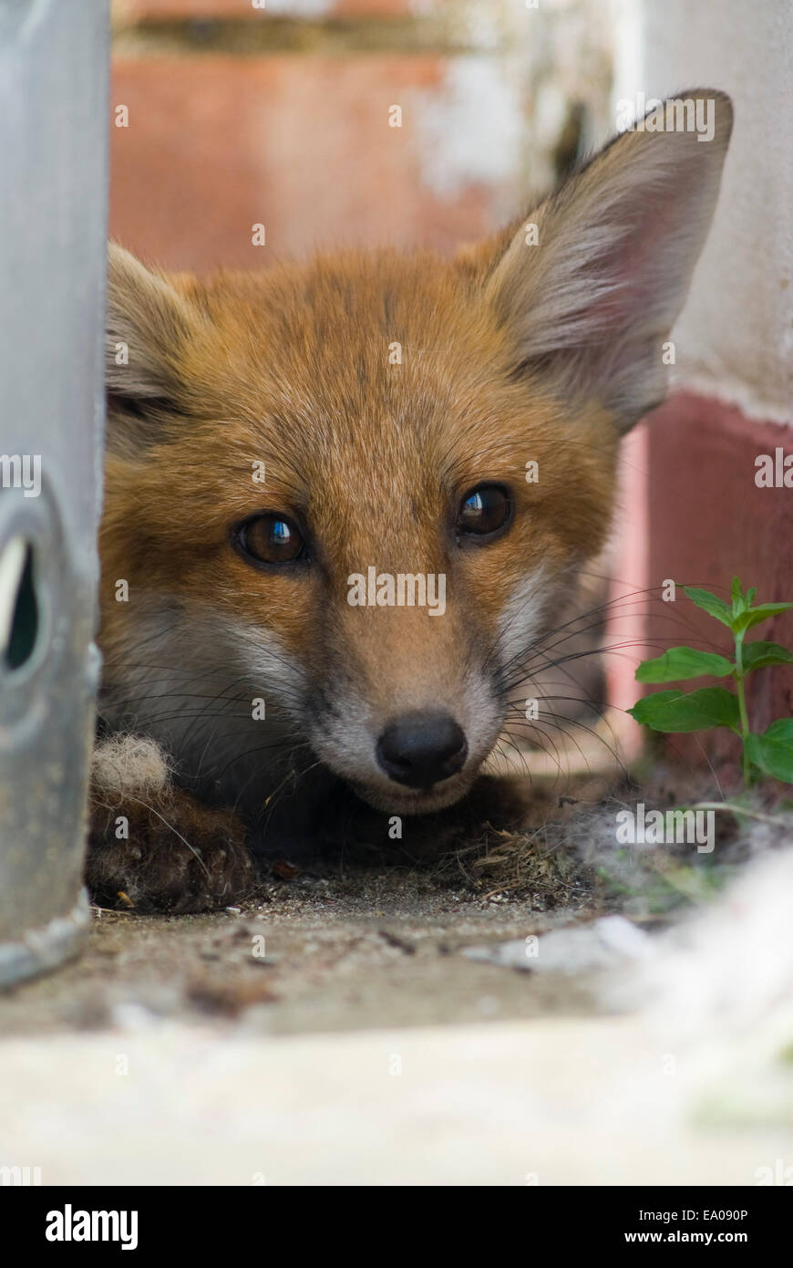 Fox cub se cacher derrière une poubelle Photo Stock - Alamy