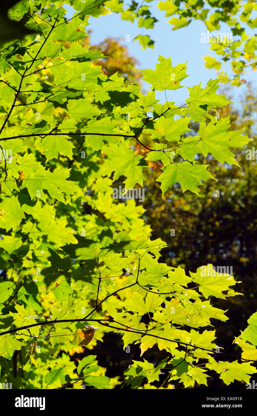 L'automne arbre coloré en parc. Le Parc de la Gatineau, Québec Banque D'Images