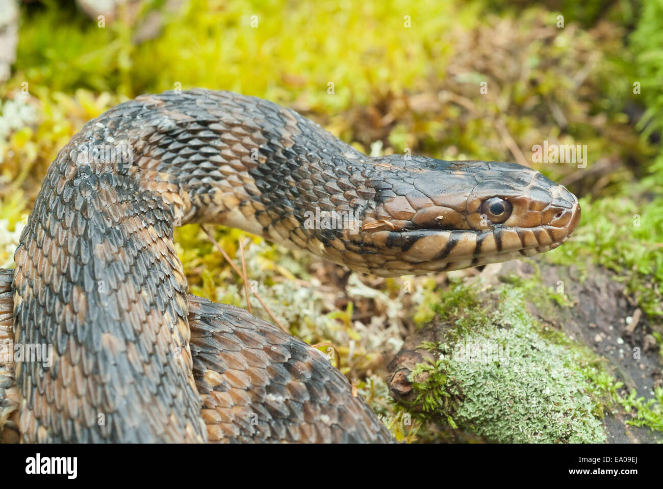 Ou dans le sud de la bande, serpent d'eau Nerodia fasciata, originaire d'Europe centrale et sud-est des États-Unis Banque D'Images