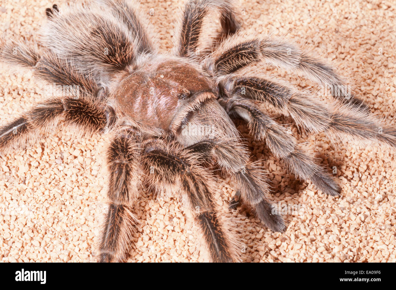 Aux cheveux rose rose chilien ou tarantula tarantula, Grammostola rosea, originaire de chili Banque D'Images