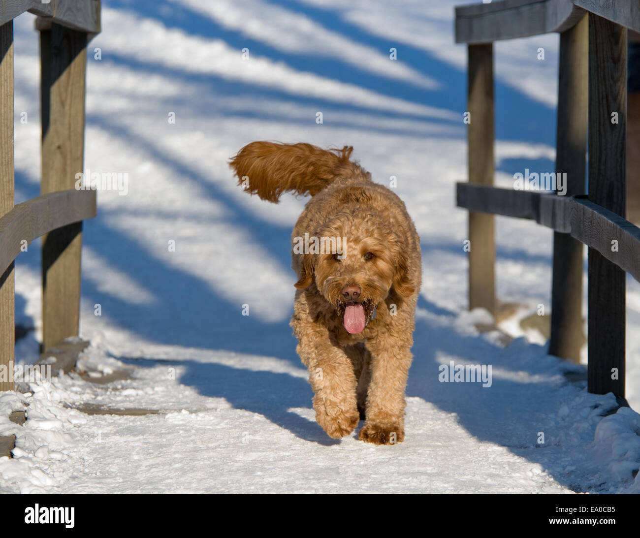 Golden Doodle dog traverse un pont couvert de neige en hiver Banque D'Images