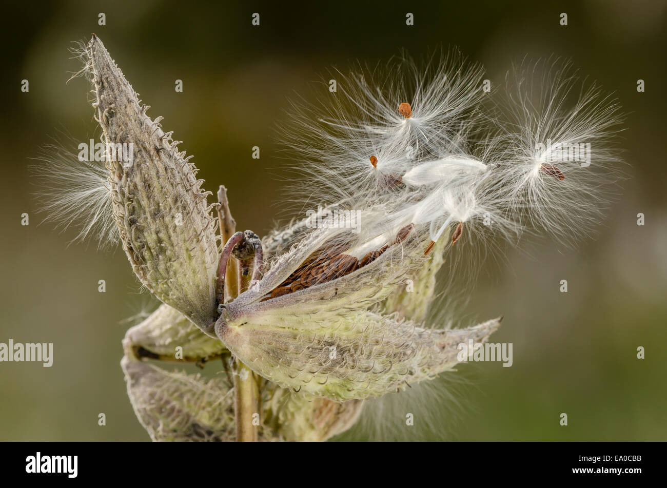 L'asclépiade sauvages dans la propagation des plantes d'automne graines par le vent Banque D'Images