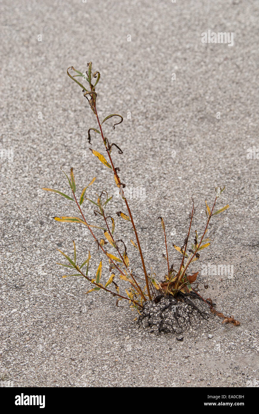 Les mauvaises herbes qui poussent à travers les fissures de la chaussée d'asphalte Banque D'Images