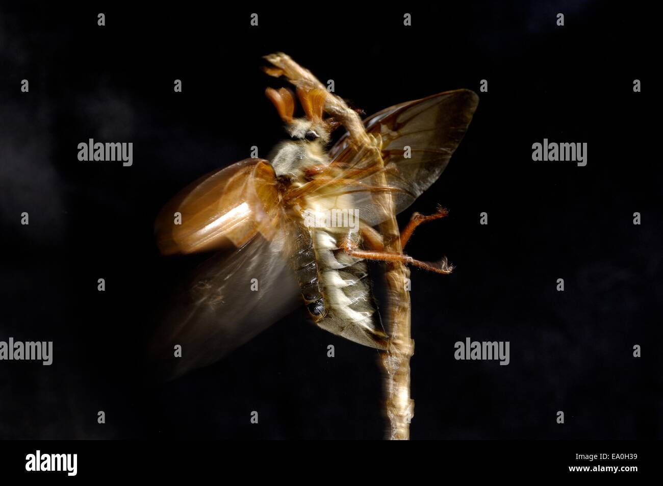 Cockchaffer - Bug peut commun (Melolontha melolontha) dans la nuit Banque D'Images