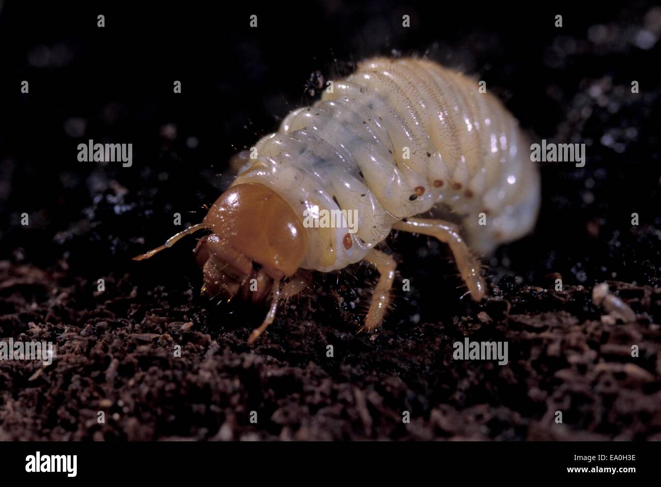 Cockchaffer - Bug peut commun (Melolontha melolontha) larve vivant dans le sol Banque D'Images