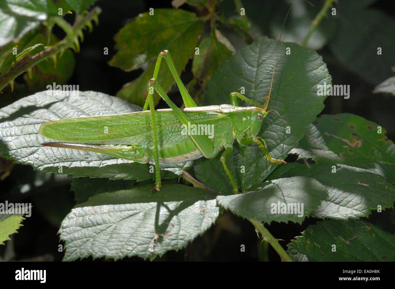 (Tettigonia viridissima) femmes en été Aveyron - France Banque D'Images