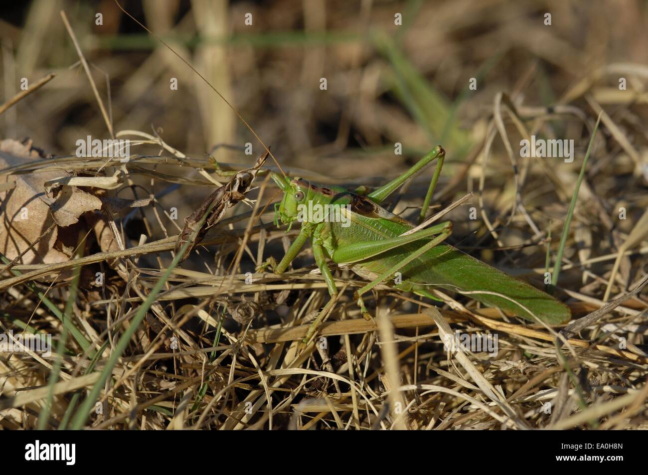(Tettigonia viridissima) mâle en été Provence - France Banque D'Images