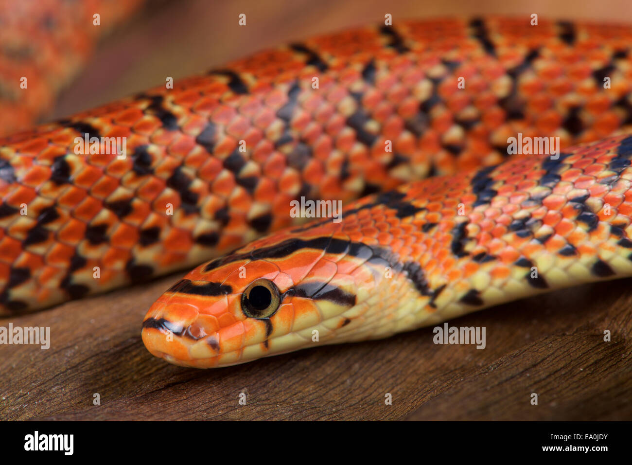 La forêt japonaise / conspicollatus Euprepiophis serpent Banque D'Images