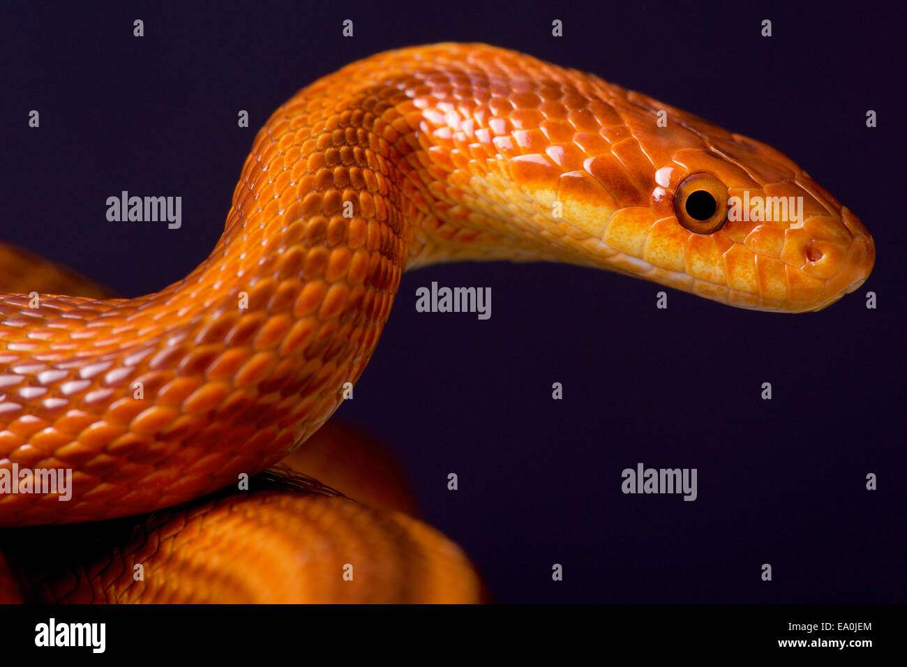 Le serpent rat Dione / Elaphe dione Banque D'Images