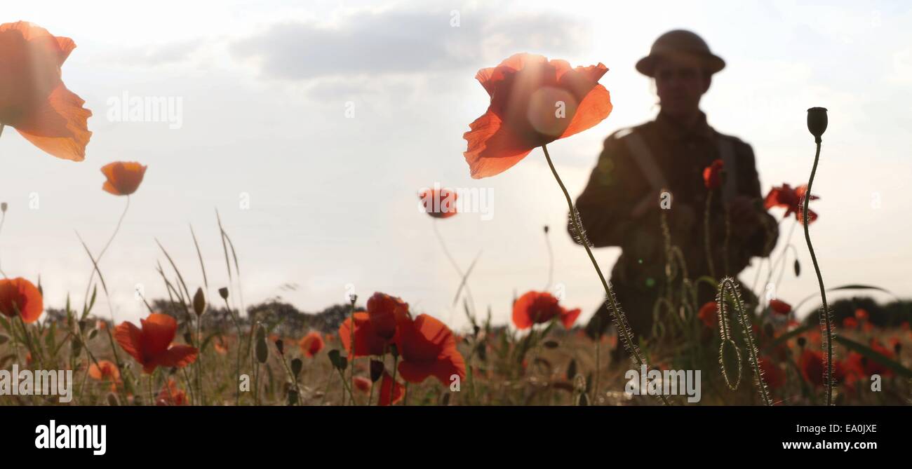 WW1 soldat dans champ de coquelicots Banque D'Images
